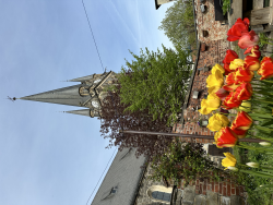 Bild / Logo Ev.-Luth. Kirchgemeinde Neustadt in Sachsen